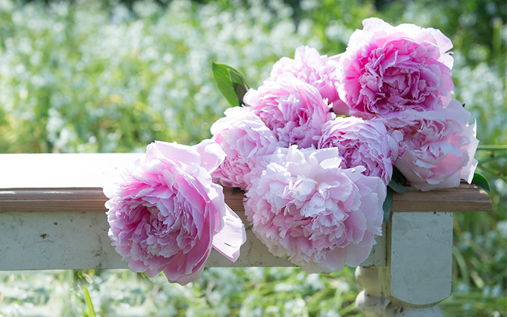 Peonies