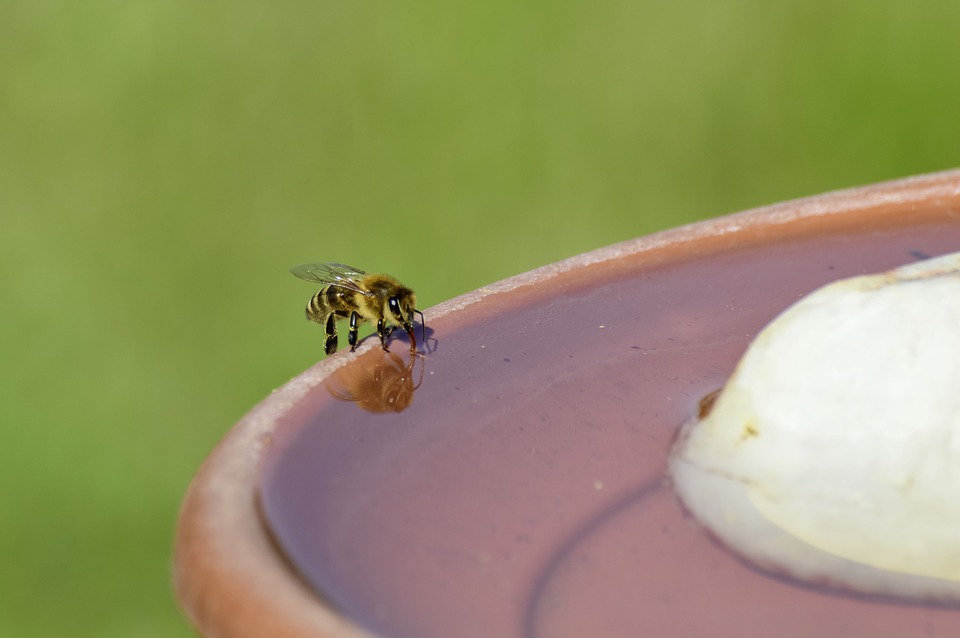 Bee drinking from fountain