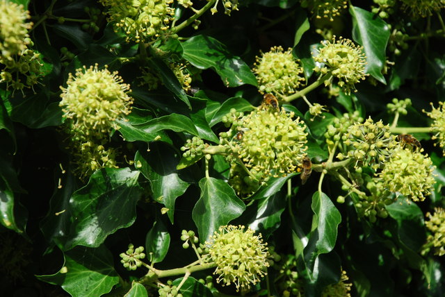 Bees on ivy flowers