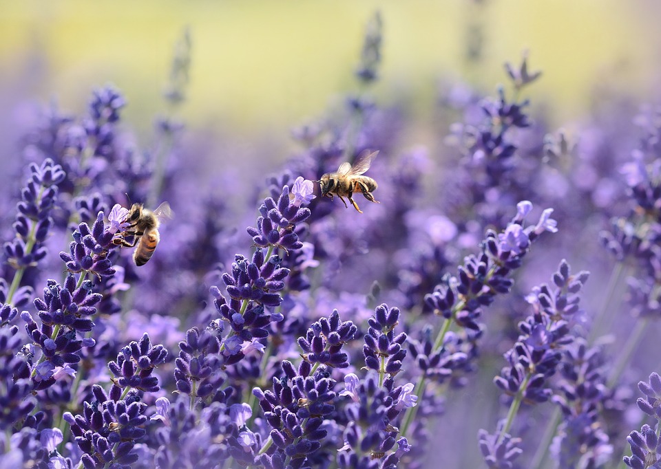 Two bees pollinating lavender
