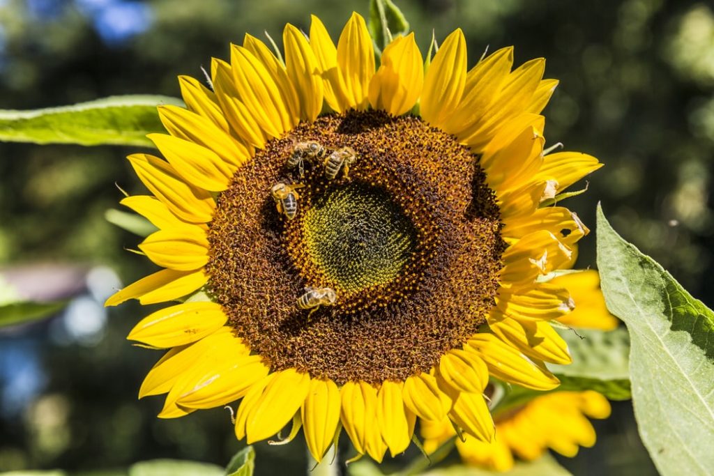 Four bees on a single sunflower