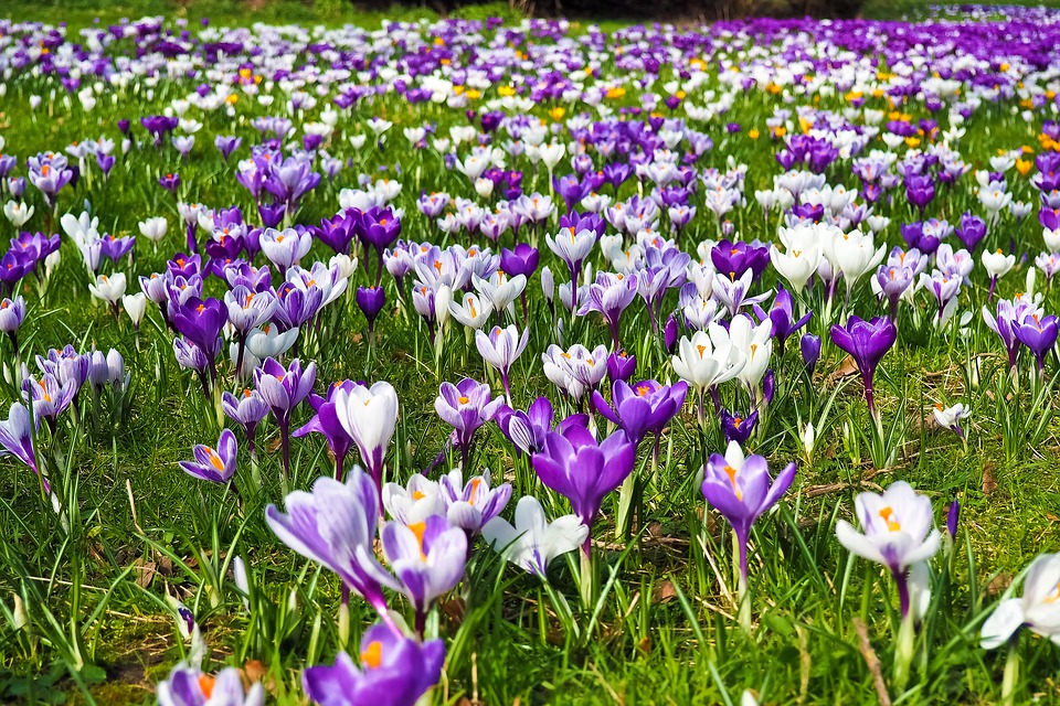 White and purple crocus flowers in bloom