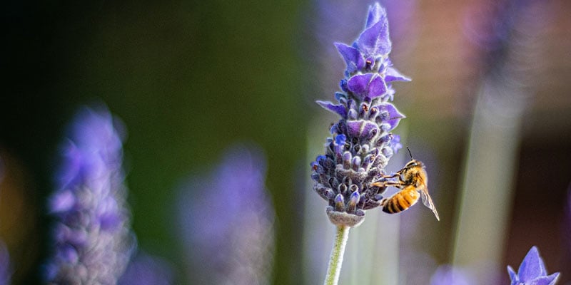 Flowers That Attract Bees To Your Garden Appleyard London