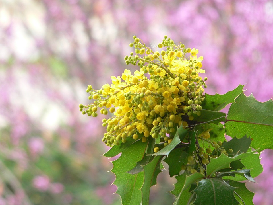 Oreon Grape with yellow flowers