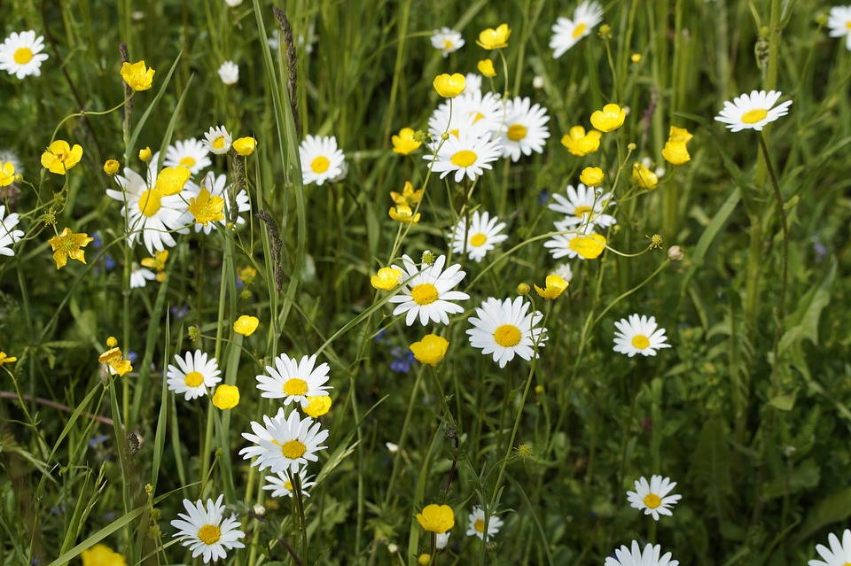Daisies and buttercups growing in long grass