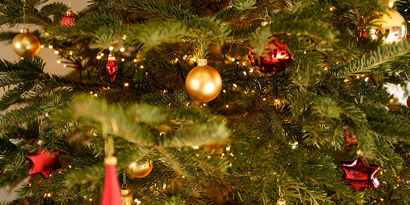 Christmas Trees Around The World