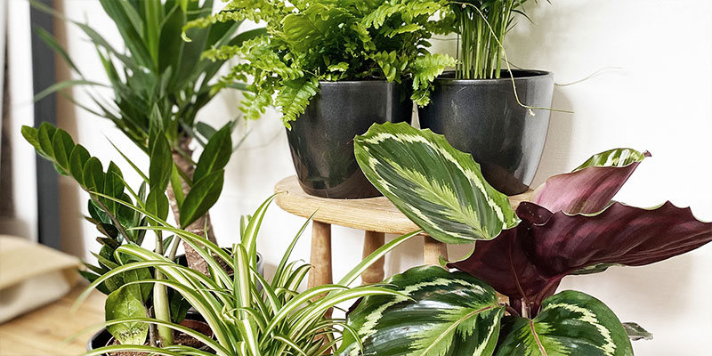 Find Your Perfect House Plant
