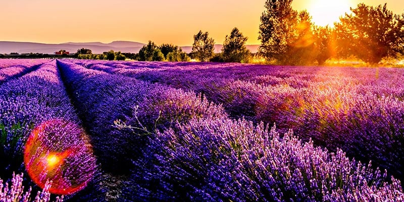 The Best British Flowers by Season - Appleyard London