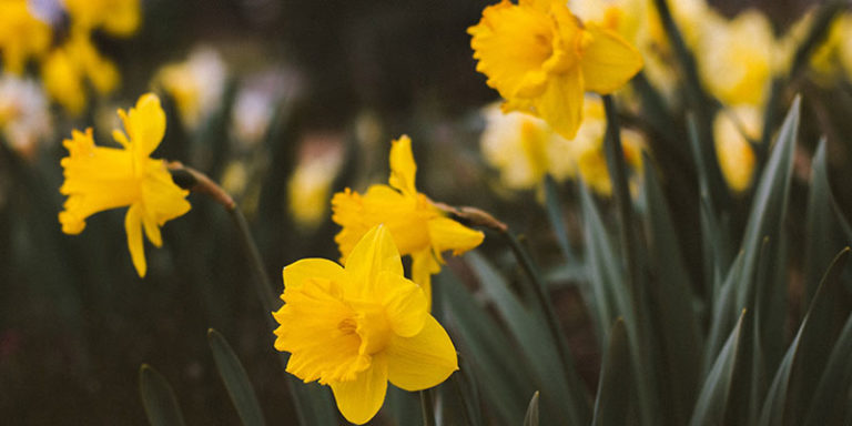 The Best British Flowers by Season - Appleyard London