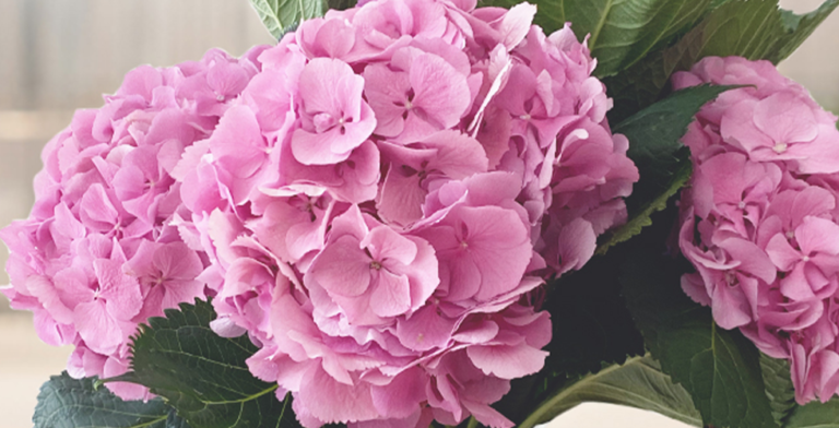 The Best British Flowers by Season - Appleyard London