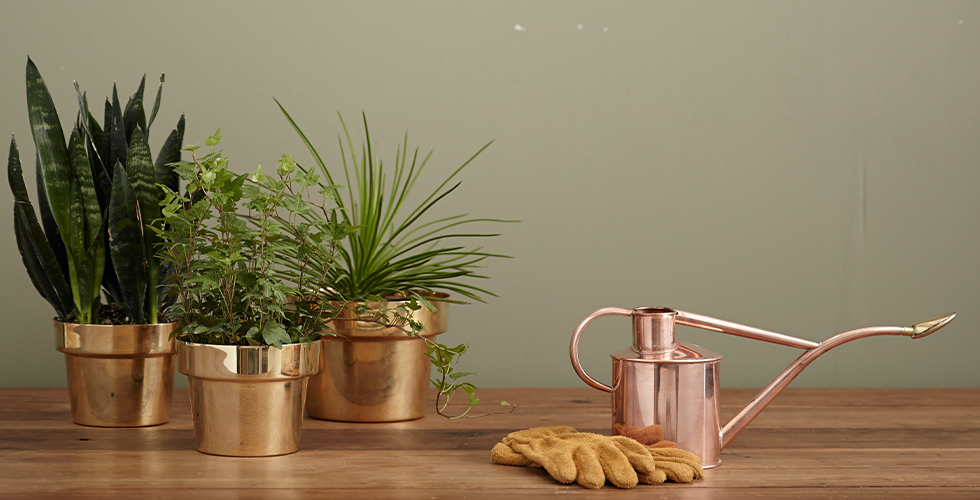 You’ve Been Watering Your Plants Wrong — Here’s the Right Way