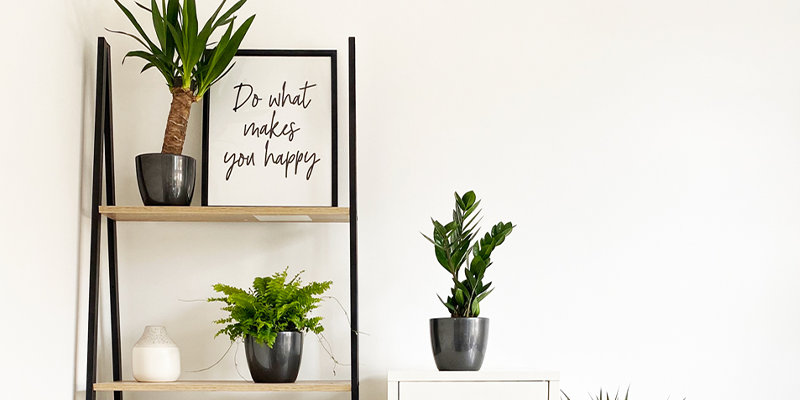 The Biggest Mistake You're Making with Your Houseplants