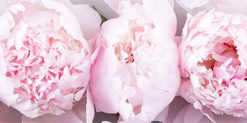 The History Of The Peony Flower