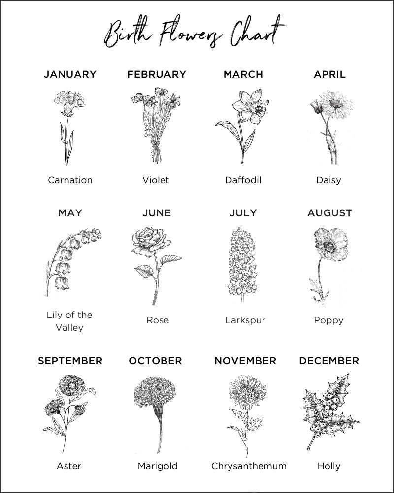 A chart showing the birth flowers for each month with illustrations of each:
January - Carnation.
February - Violet.
March - Daffodil.
April - Daisy.
May - Lily of the valley.
June - Rose.
July - Larkspur. 
August - Poppy.
September - Aster.
October - Marigold.
November - Chrysanthemum.
December - Holly. 
