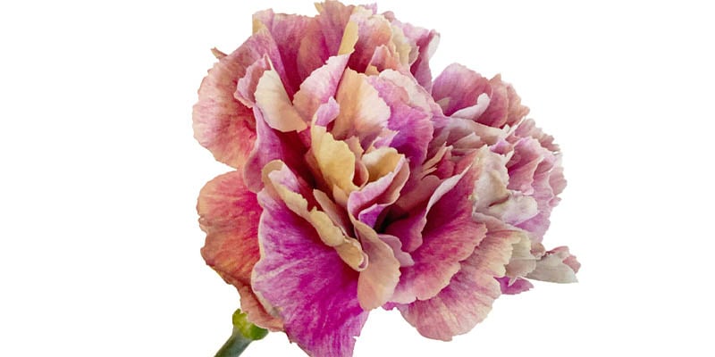 Pink carnation