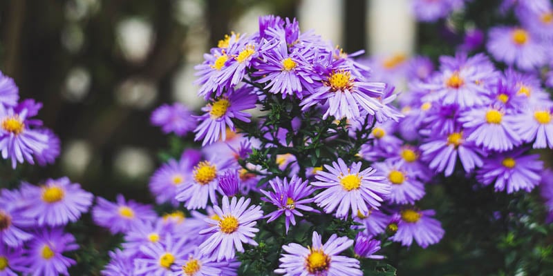 Purple asters growing