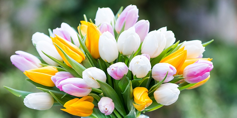 Bouquet of pink white and yellow tulips