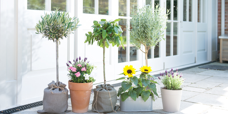 The Most Beautiful Flower Gardens in London