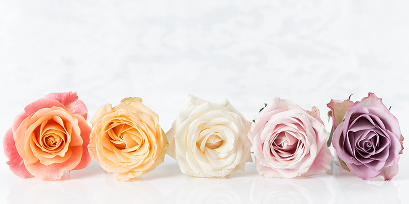 peach, yellow, white, pink & lilac roses in a row