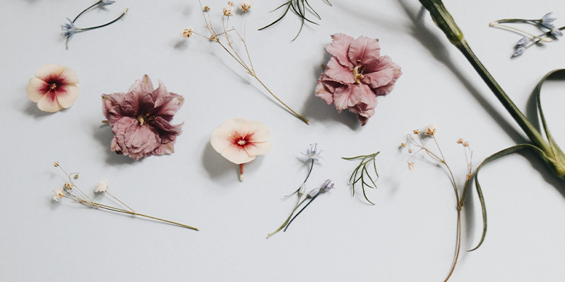 Flat lay of various dried flower heads and stems on white background
