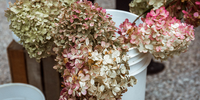 Dried hydrangeas in a white bucket