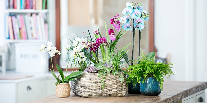 Placing plants in your home