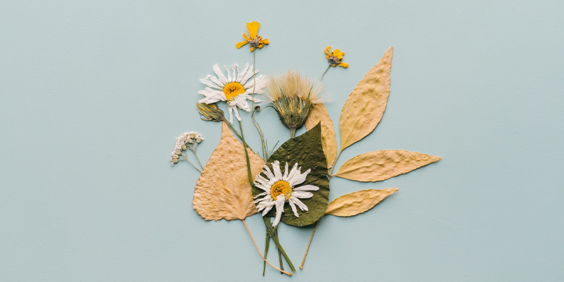 Pressed daisies, leaves, and small flowers on light blue/green background.