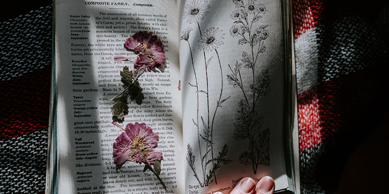 Open book showing pink pressed flowers on one side.