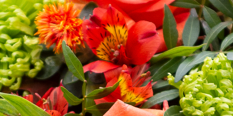 Red alstroemeria