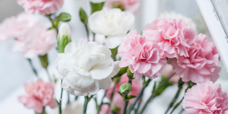 pink and white carnations