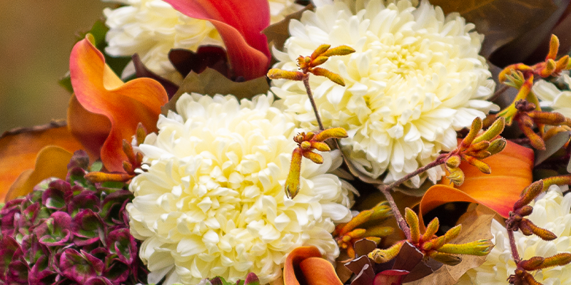 White chrysanthemums surrounded by calla lilies, kangaroo's paw and hydrangeas.