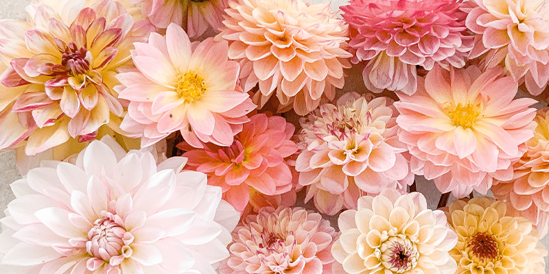 Peach, pink, and yellow dahlias