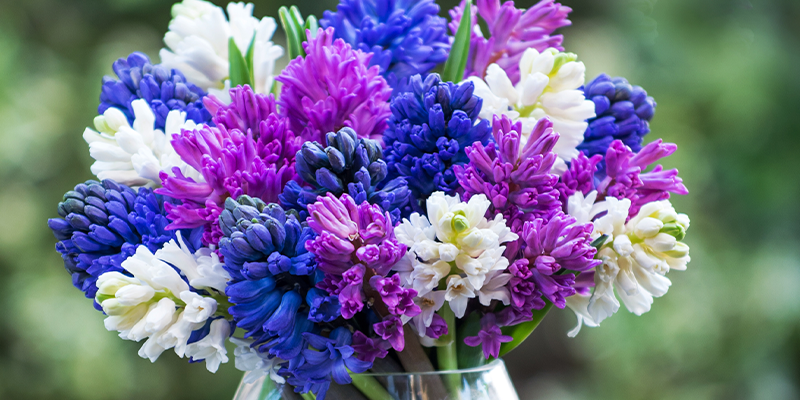 Bouquet of blue, purple and white hyacinths