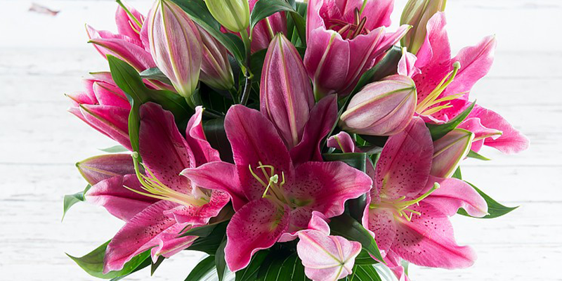 Bouquet of pink oriental lilies