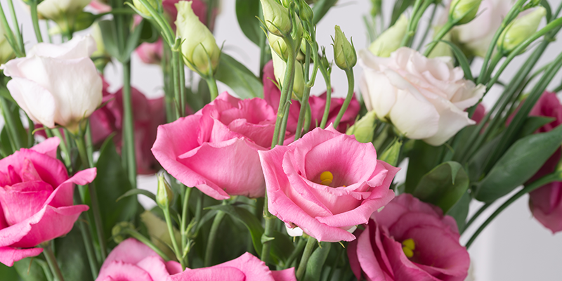 Pink & White Lisianthus