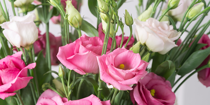 Pink & White Lisianthus
