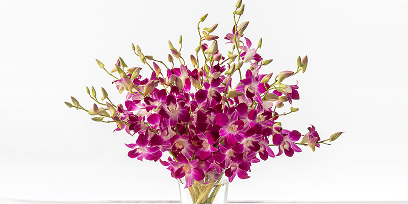 Bouquet of pink dendrobium orchids