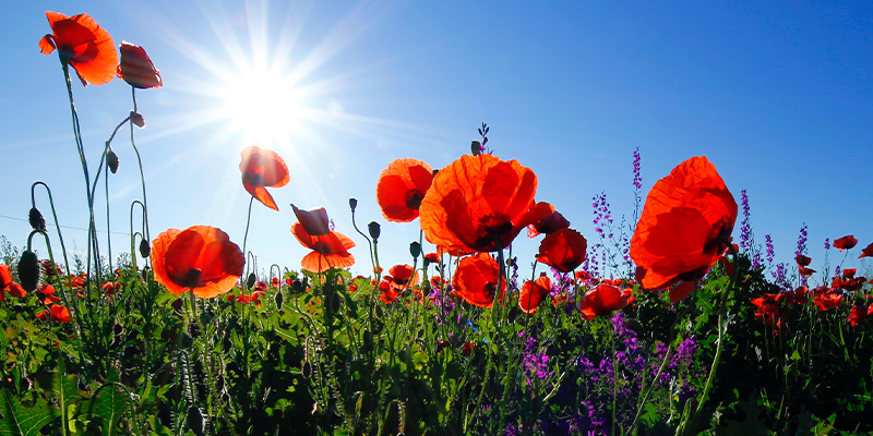 Remembrance Day Poems