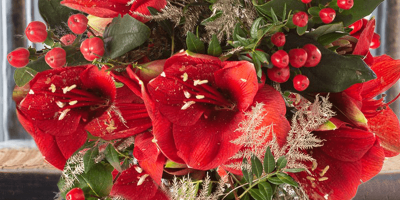 Top 6 Traditional Christmas Flowers & Plants - Appleyard London