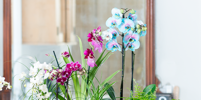 How To Care For Orchids