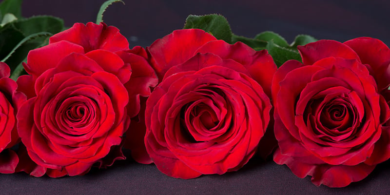 Why Red Roses Are Associated with Romance and Love