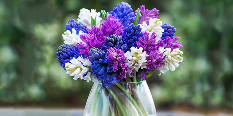 Care tips for hyacinths, Appleyard London