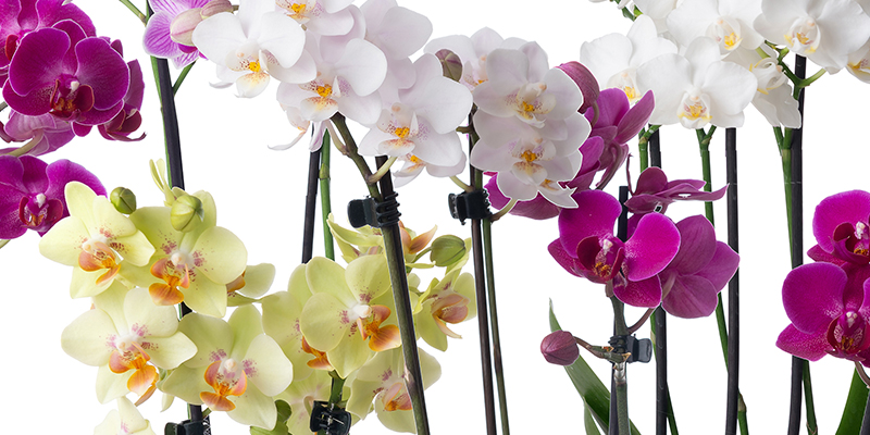 Mother's Day Orchids