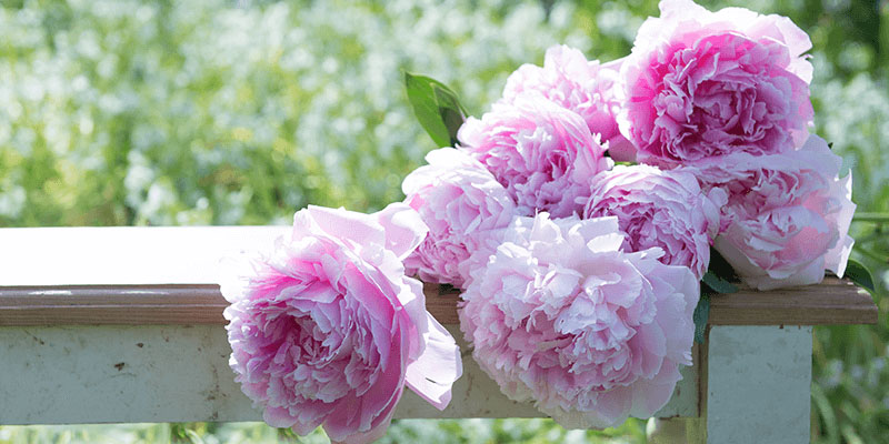 How Peonies Became the UK's Favourite Flower