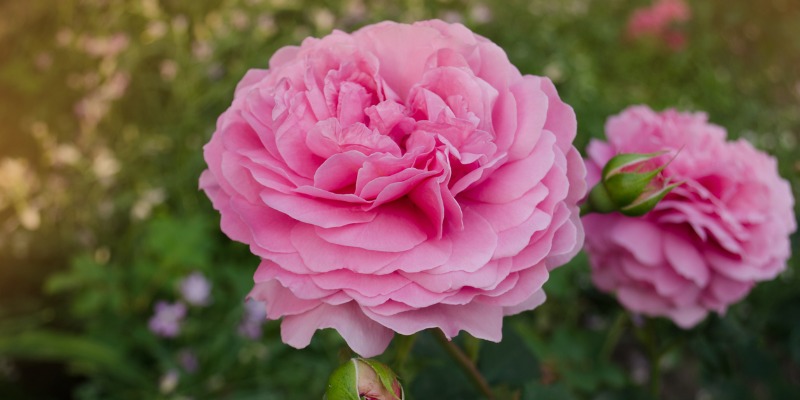 Flowers Named After Royals - Princess Diana Roses