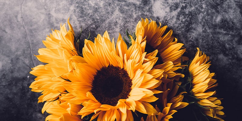 8 Facts You Didn't Know About Sunflowers