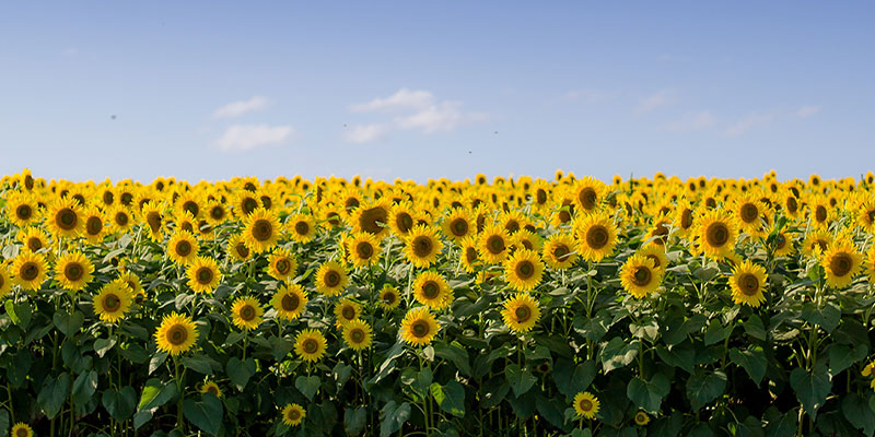 Sunflower Fun Facts You Didn't Know But Now You Do