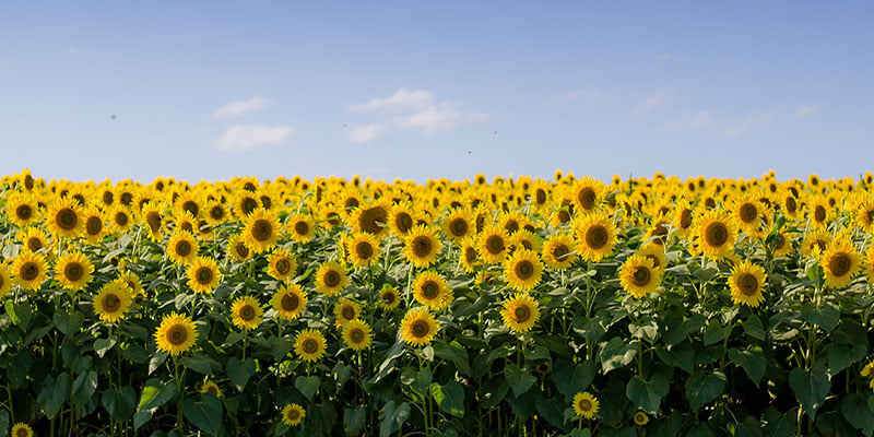 Sunflower Fun Facts You Didn't Know But Now You Do