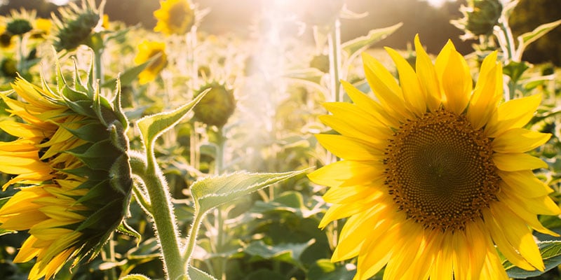 Sunflower Fun Facts You Didn't Know But Now You Do