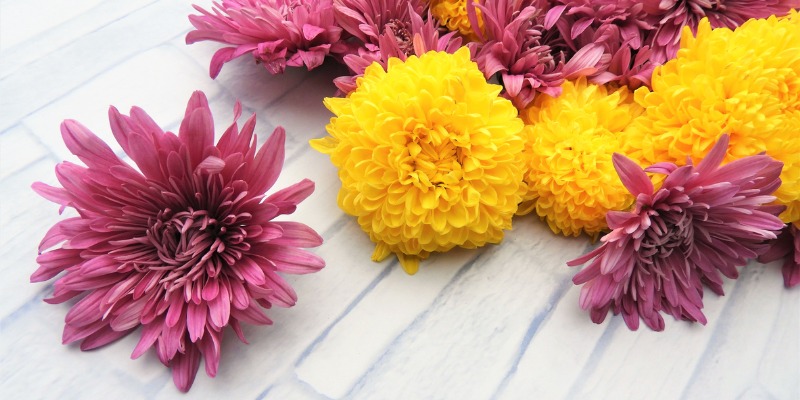 Everything You Need to Know About Chrysanthemums